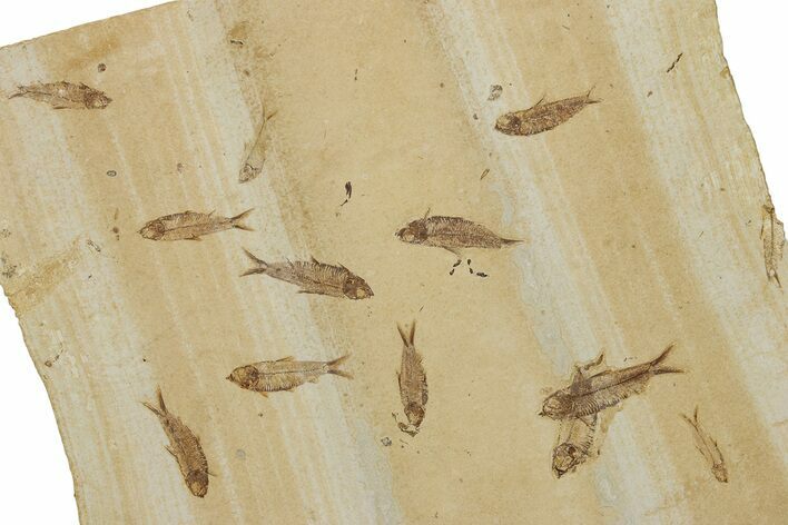 Fossil Fish Mortality On Volcanic Ash Layer - Wyoming #356774